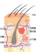 腋臭的產(chǎn)生原因